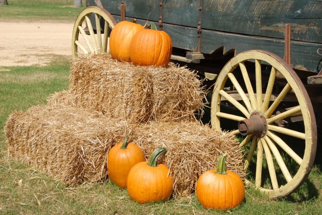 Pumpkins sitting around an old farm wagon,